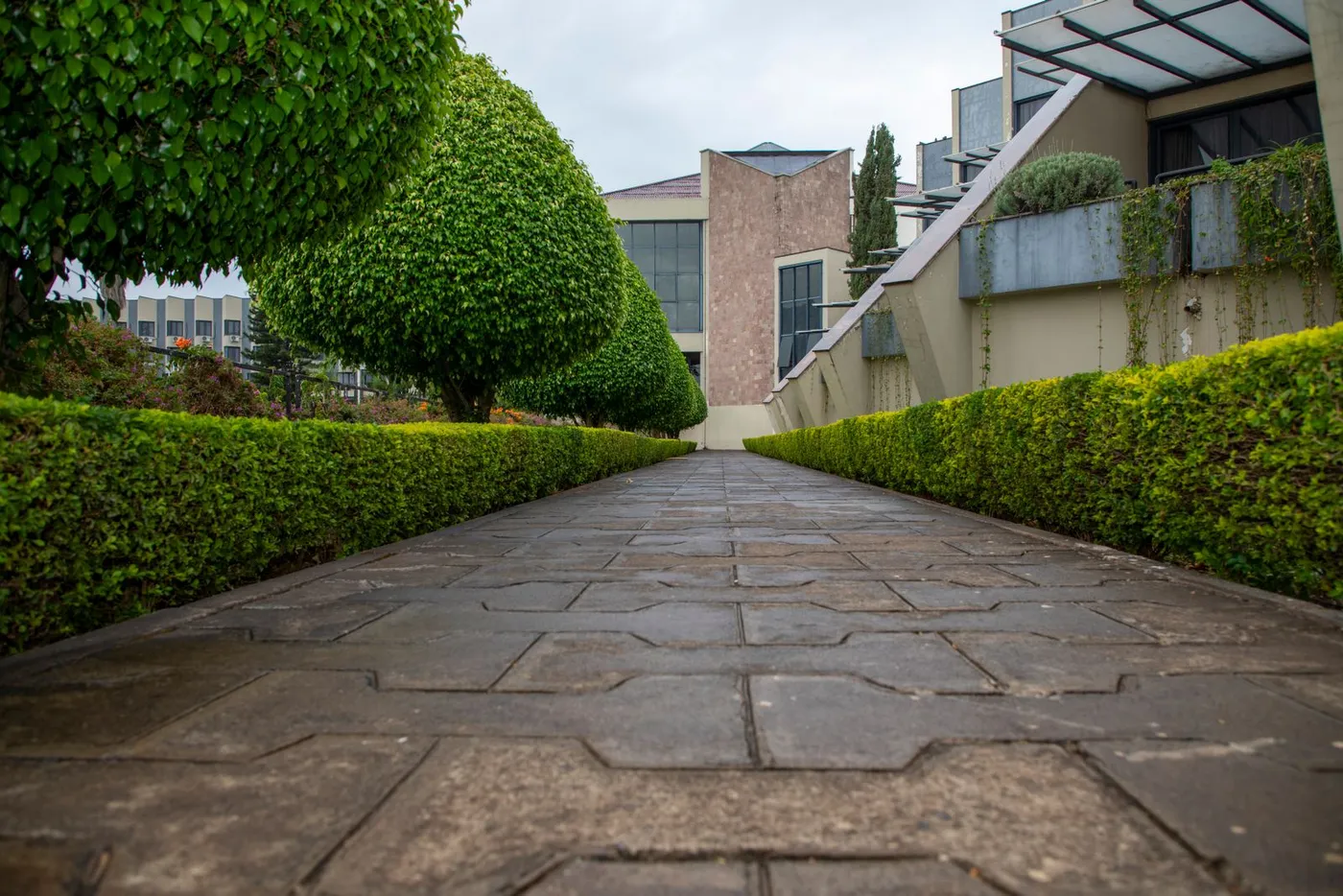 Plants & Hedging
